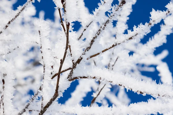 雪冬季树的分支的特写 — 图库照片