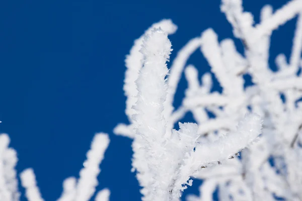 Close-up van takken van een boom van de winter sneeuw — Stockfoto