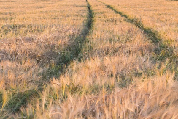 Oreilles dorées de blé sur le champ — Photo