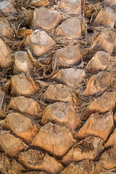 Palm träd bålen bakgrund — Stockfoto