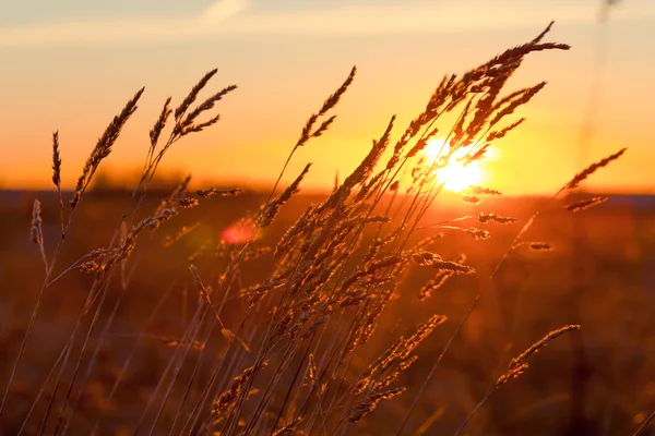 Gress ved solnedgang – stockfoto