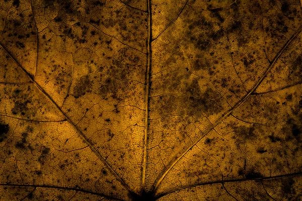 暗い葉のテクスチャー — ストック写真