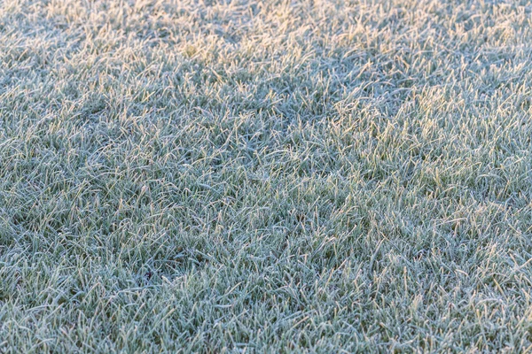 Frosty grass — Stock Photo, Image