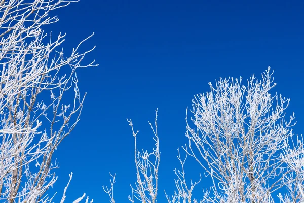 雪冬季树的分支的特写 — 图库照片