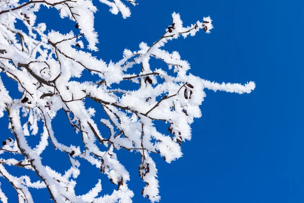 Closeup of branches of a snow winter tree — Stock Photo, Image