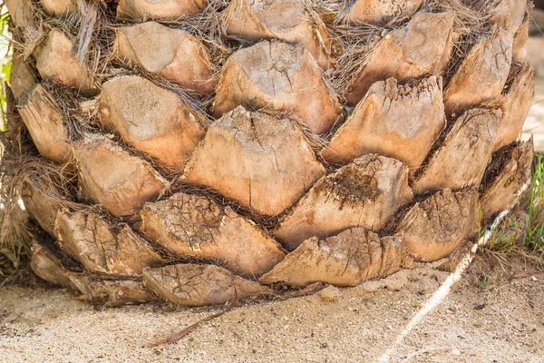 Palm tree trunk background — Stock Photo, Image