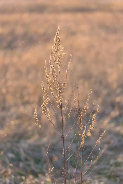 Erba al tramonto — Foto Stock