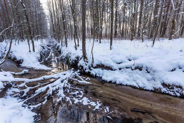 Замерзший ручей в зимнем лесу — стоковое фото