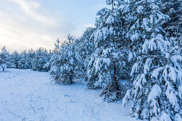 Floresta Coberto por Neve em Paisagem de Inverno — Fotografia de Stock