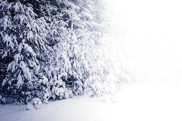 Forest vallende sneeuw in de Winter landschap — Stockfoto