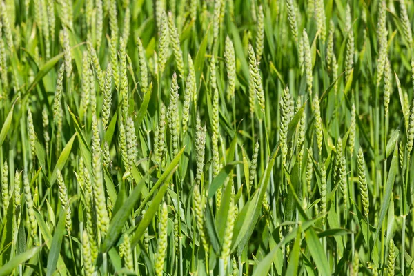Campo de trigo verde —  Fotos de Stock