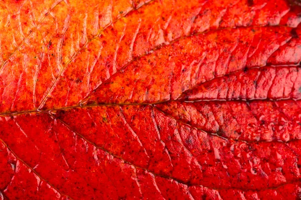 Primo piano di colorata foglia d'acero autunnale — Foto Stock