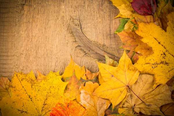 Nasses Herbstlaub — Stockfoto