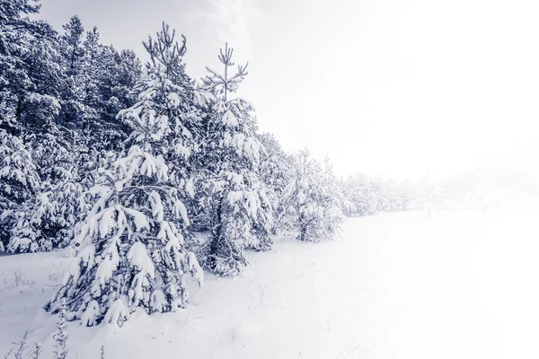 Forest vallende sneeuw in de Winter landschap — Stockfoto