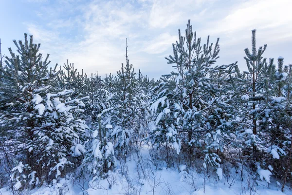 Bosque cubierto por nieve en paisaje de invierno — Foto de Stock