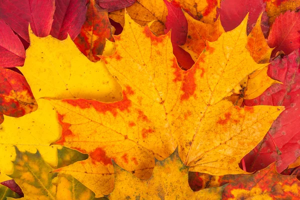 Fondo hecho de hojas caídas de otoño —  Fotos de Stock