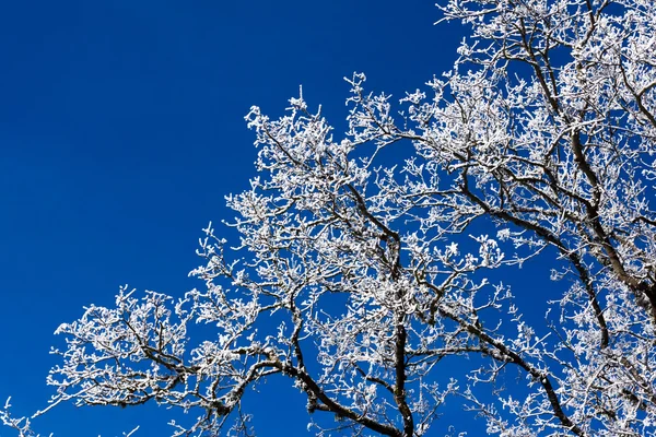 Detalhe da árvore de inverno — Fotografia de Stock