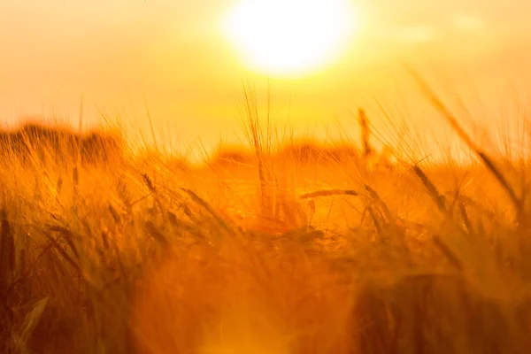 Gyllene veteöron på fältet — Stockfoto