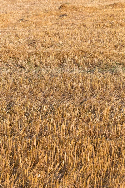 Jesień pola — Zdjęcie stockowe