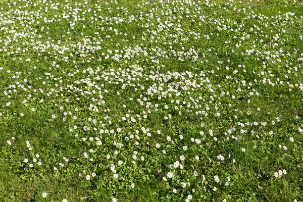 Muchas pequeñas flores blancas en la vista superior del prado —  Fotos de Stock