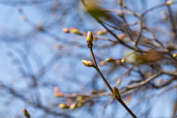 Buds on a tree — Stock Photo, Image