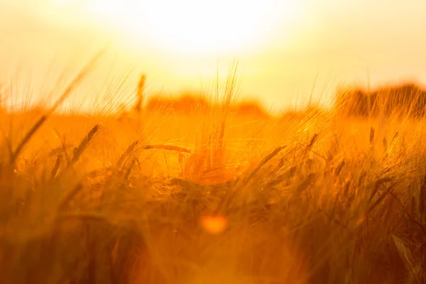 Golden ears of wheat on the field — Stock Photo, Image