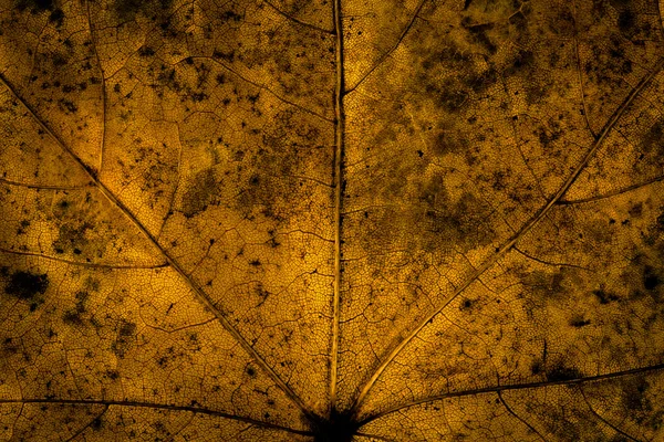 Textura da folha escura — Fotografia de Stock