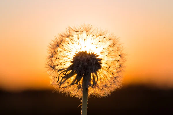 Dandelions in meadow at red sunset — Stock Photo, Image