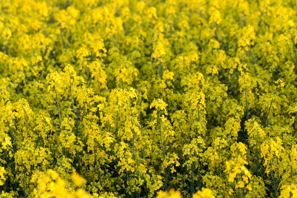 Rapsfelder — Stockfoto