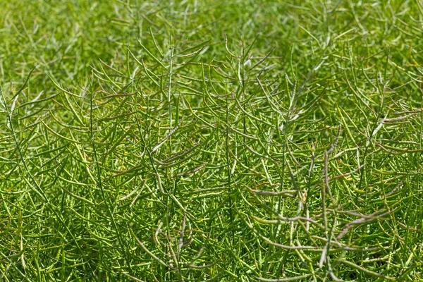 Green ripening canola in a field close-up — Stock Photo, Image