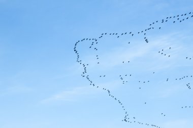 migration of birds clipart