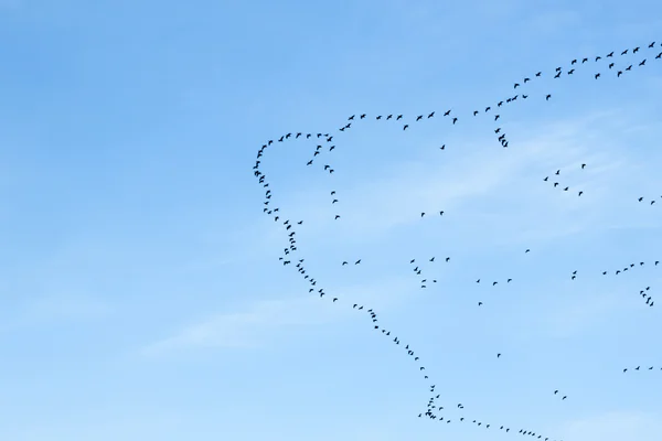 Migration des oiseaux — Photo