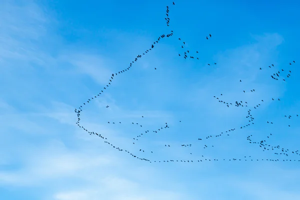 Migration of birds — Stock Photo, Image