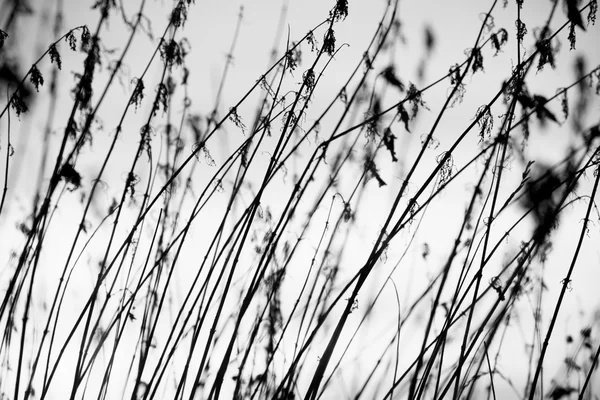 Rural grass on meadow — Stock Photo, Image