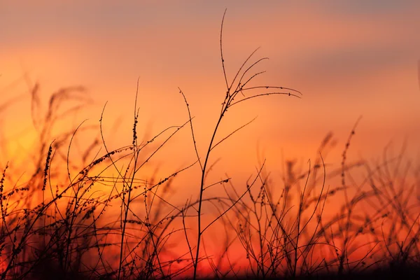 Kırsal çim ve günbatımı, gökyüzü — Stok fotoğraf