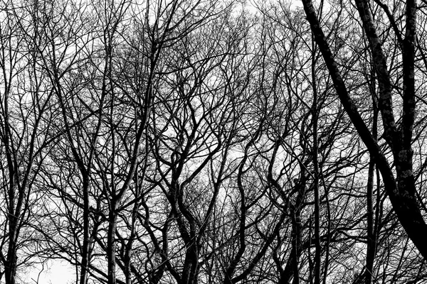 Branches d'arbres sur fond blanc — Photo