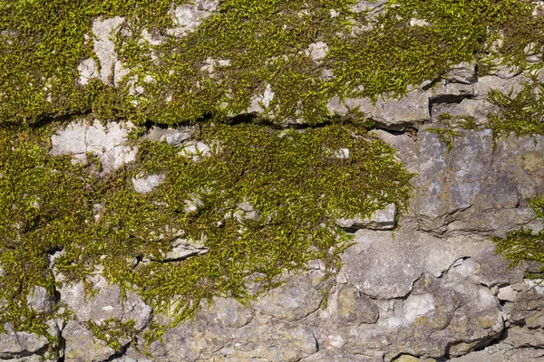 Oude muur textuur met mos — Stockfoto