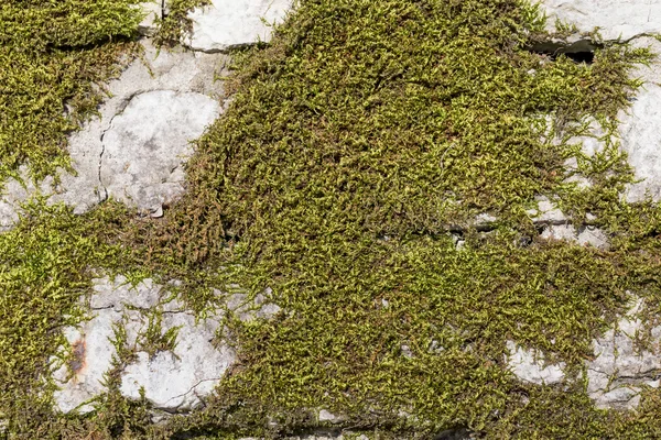 Old wall texture with moss — Stock Photo, Image