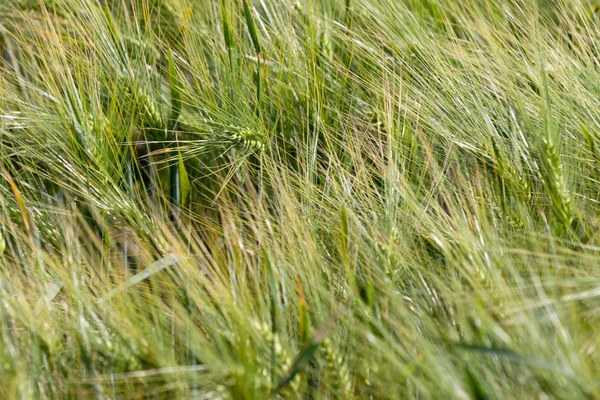 Пейзаж Ячменного поля в начале лета — стоковое фото
