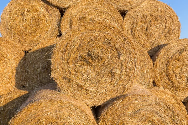 Piled hay bales on a field against blue sky — Stock Photo, Image