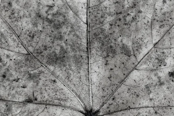 어두운 잎 텍스처 — 스톡 사진