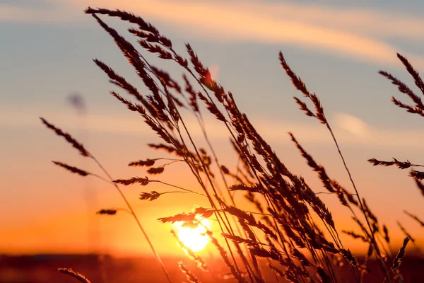 Gräs vid solnedgången — Stockfoto