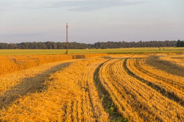 Summer landscape with farm fields — Stock Photo, Image