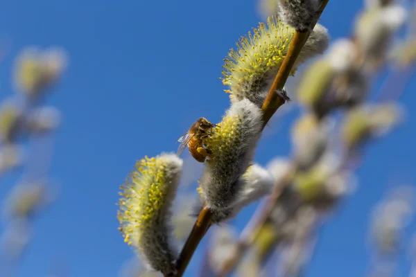 Willow blossom with bee — Stock Photo, Image