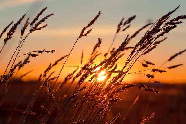 Trawa na zachodzie słońca — Zdjęcie stockowe