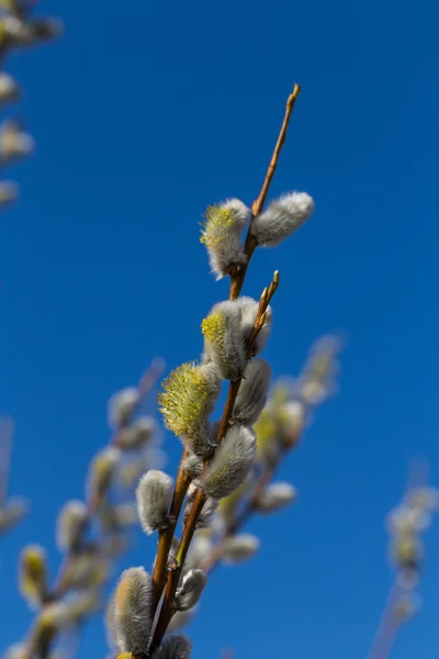 Bourgeons de saule doux et moelleux — Photo