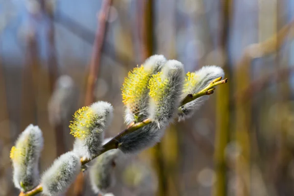 Bourgeons de saule doux et moelleux — Photo