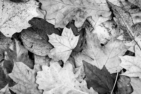 Осень листья фона — стоковое фото