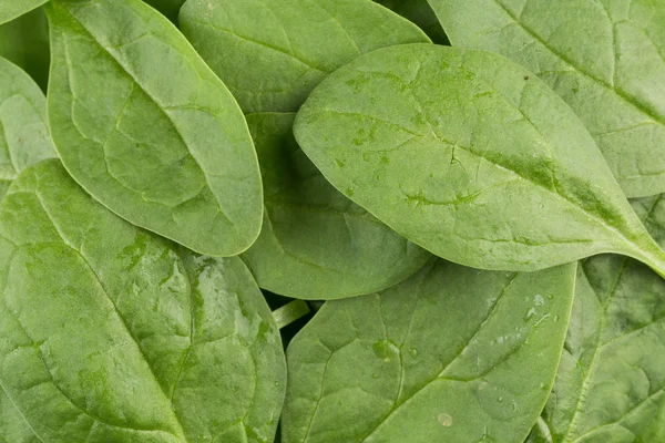 Grüner Spinat als Hintergrund — Stockfoto