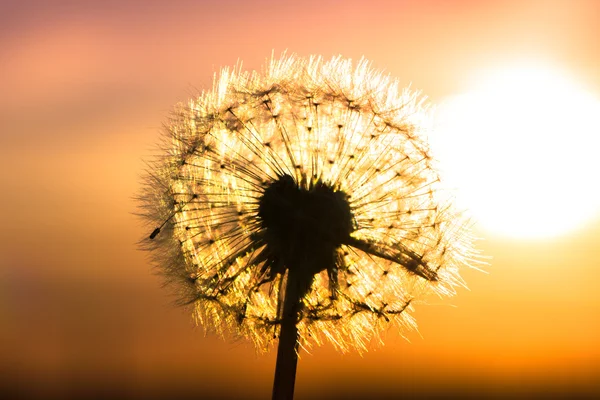 Flor de dente de leão com pôr do sol — Fotografia de Stock